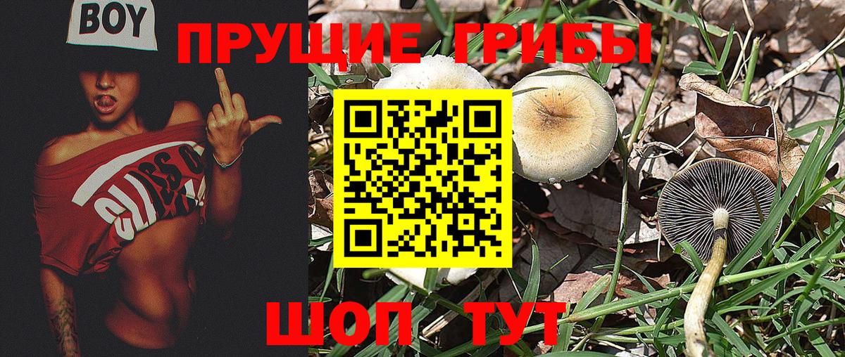 Галлюциногенные грибы Psilocybe Губкинский
