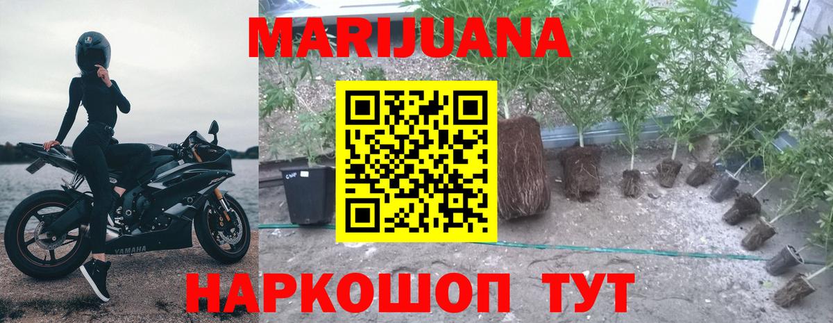 Бошки марихуана сатива Губкинский
